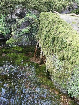 O floral de Bach Rock Water é preparado apenas com a água de nascente