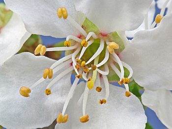 Flor de Cherry Plum