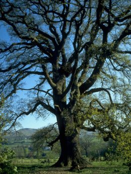 O carvalho, árvore da qual se prepara o floral de Bach Oak