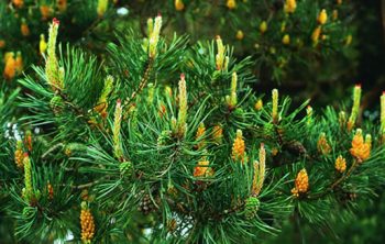 Flores femininas e masculinas das quais é preparado o floral de Bach Pine
