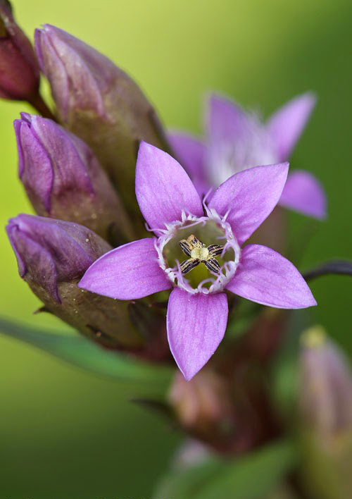 A flor da qual é preparado o floral de Bach Gentian