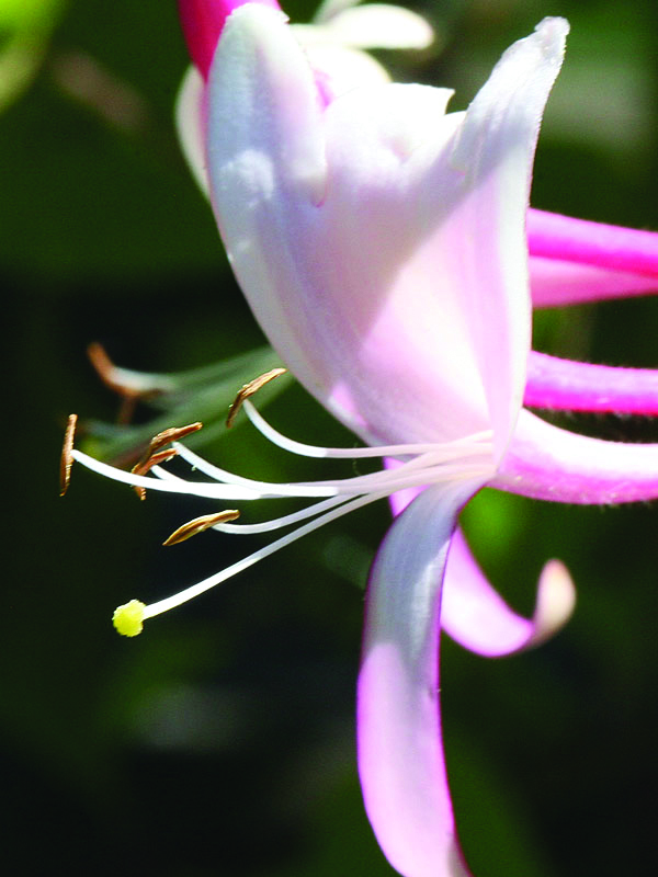 Flor da qual é preparado o floral de Bach Honeysuckle