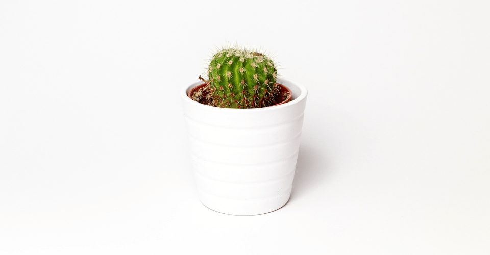 Minimalismo: o que realmente importa?