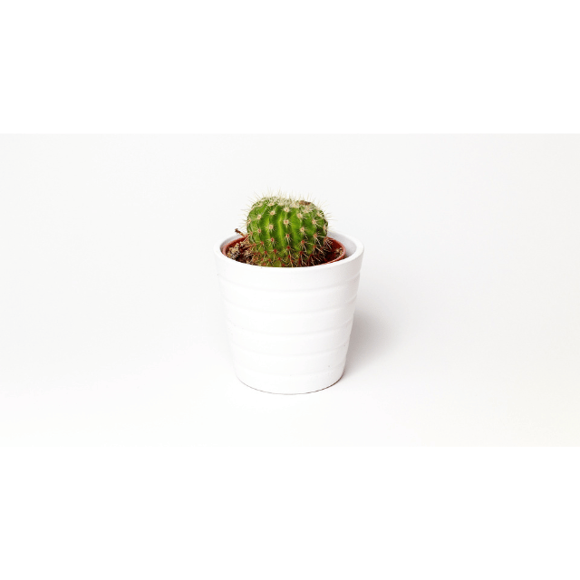Minimalismo