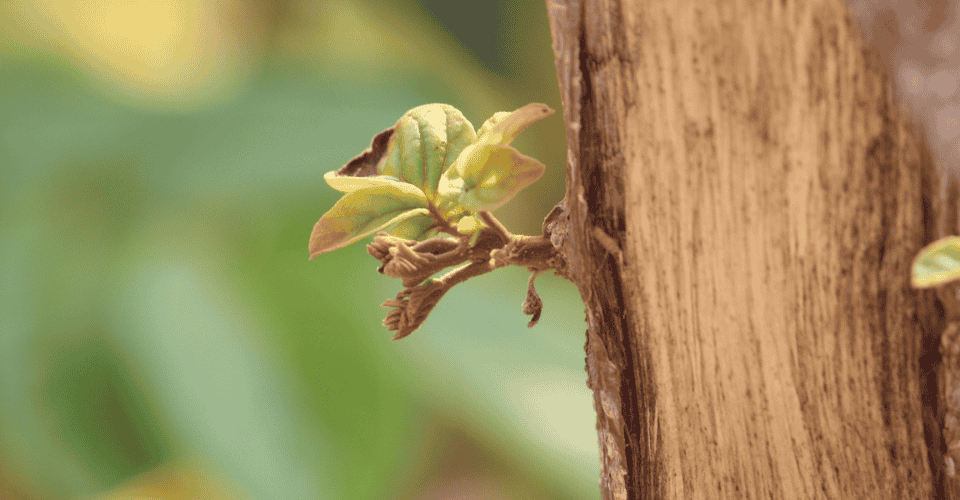 Florais de Bach para recomeço