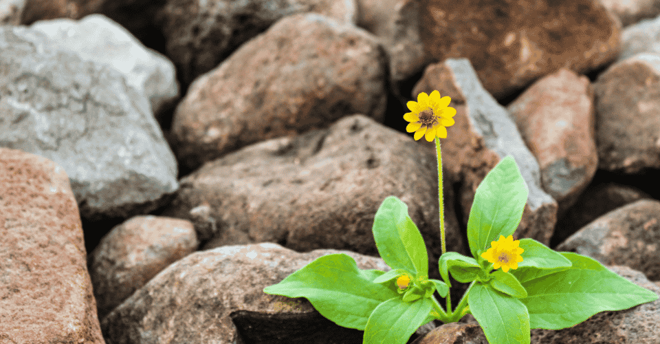 Resiliência Emocional: Como Florescer Mesmo nos Desafios